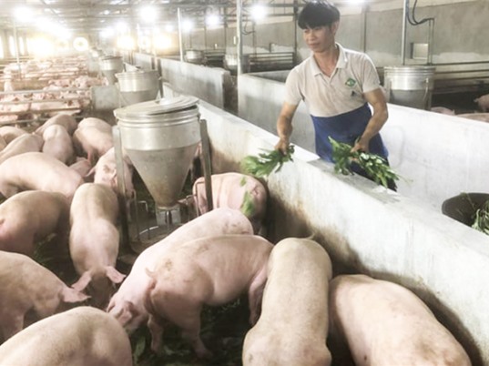 Bình Định: Chăn nuôi heo an toàn bằng thảo dược 